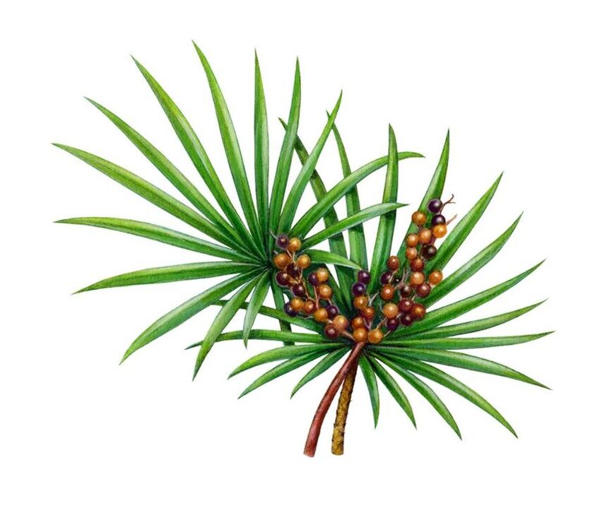 Extrato de fruta Saw Palmetto em Prostamin Forte