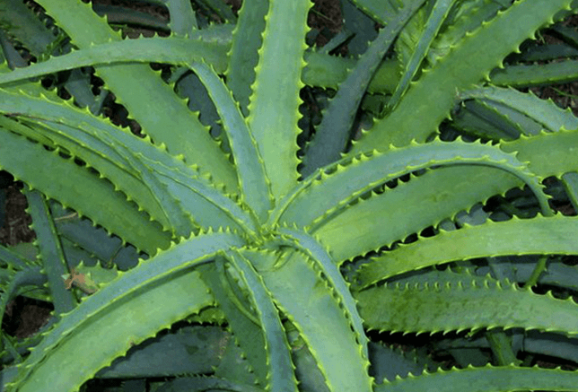 Kalanchoe trata doença masculina