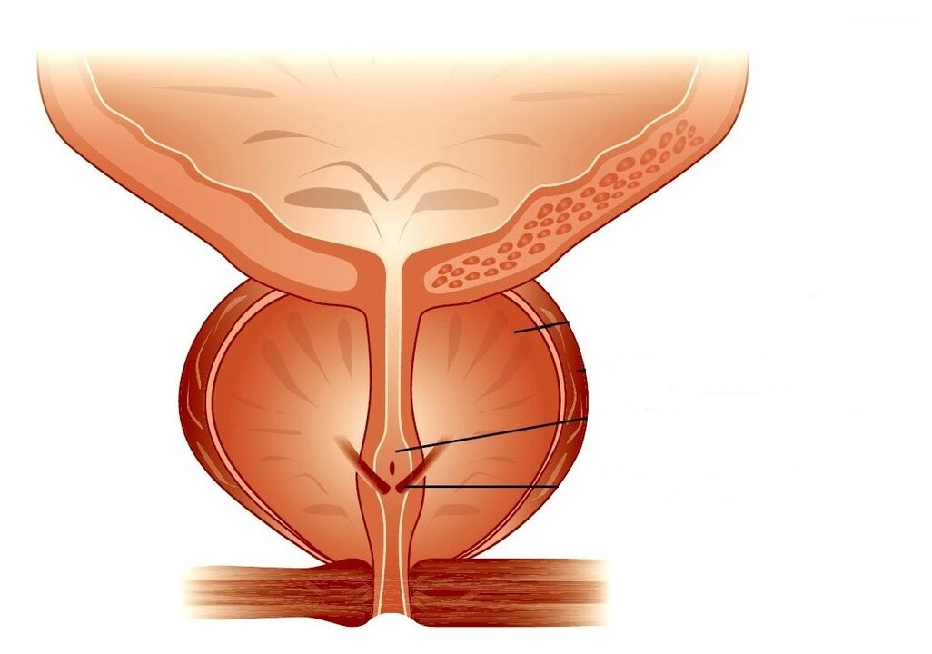 estrutura da próstata e prostatite crônica